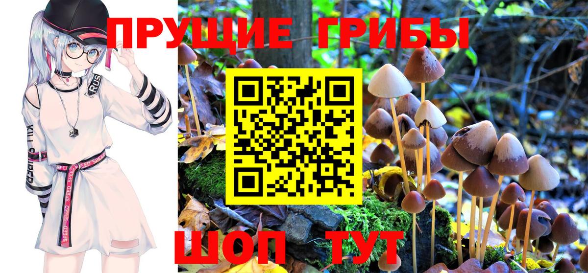 Псилоцибиновые грибы Psilocybine cubensis Менделеевск